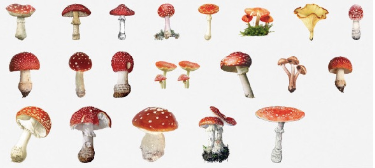 Mushroom Kawaii Planner Stickers