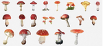 Load image into Gallery viewer, Mushroom Kawaii Planner Stickers
